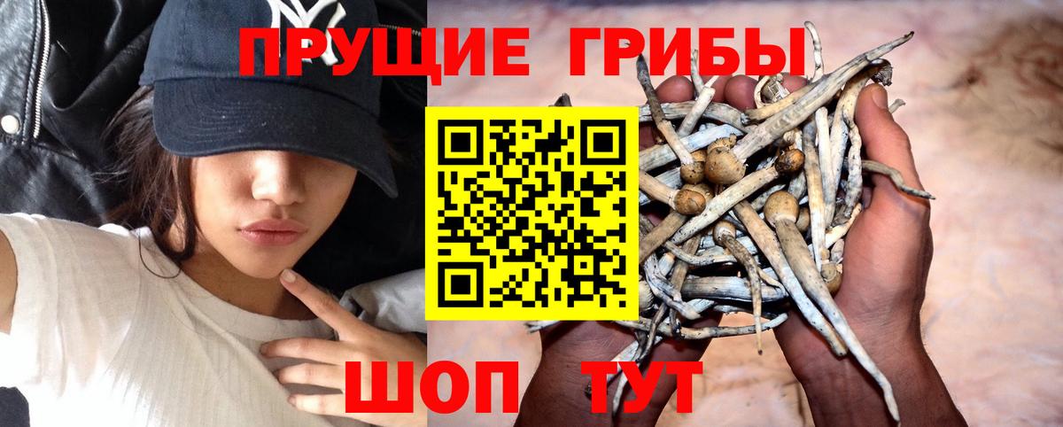 Псилоцибиновые грибы мицелий  Вход с VPN  Похвистнево  Галлюциногенные грибы Psilocybine cubensis 